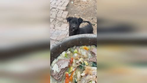 农村小土狗好养活，啥都吃