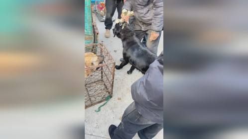 黑狗不知犯啥错主人说必须卖掉，亲手抱送进狗肉车，拿钱直接走人