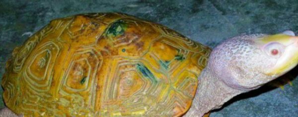 12种最适合懒人养的宠物便宜_请问杜烙克猪和三元猪哪种猪比较好饲养哪种猪需要的成本相对便宜些?谢谢