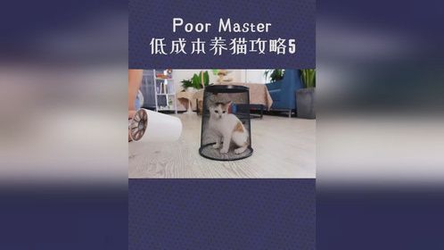 猫咪洗澡后吹不干？这个廉价的吹毛办法绝对适合你！