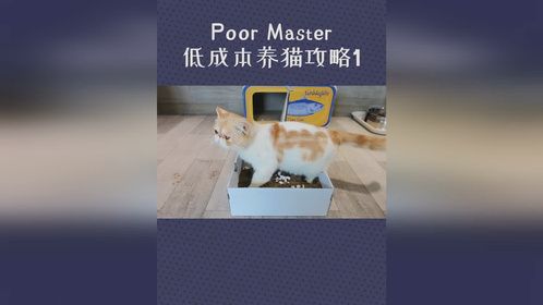 穷人养猫 连猫砂都可以自制！直呼好家伙！