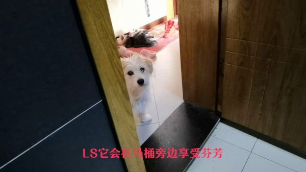 【养狗才懂系列】养了一条狗相当于拥有一个贴心小弟！