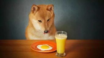 宠物狗能吃鸡蛋吗？？喂食宠物狗的正确鸡蛋做法