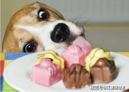 宠物狗能吃鸡蛋吗？？喂食宠物狗的正确鸡蛋做法