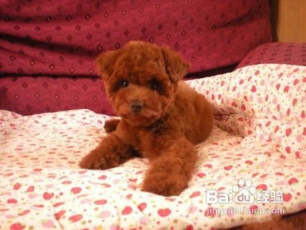 自制泰迪犬美食秘籍,宠物营养食谱大公开