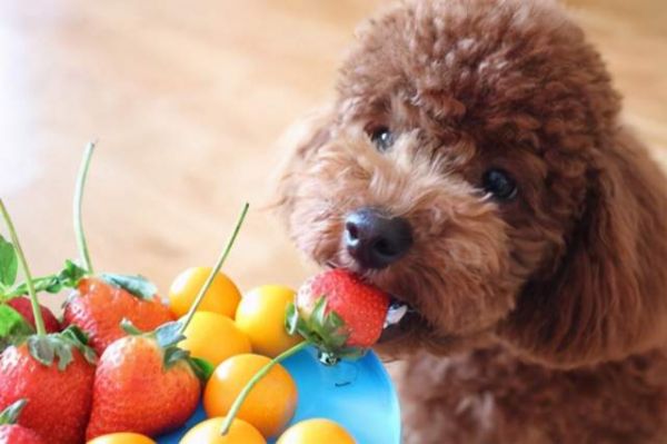 自制泰迪犬美食秘籍,宠物营养食谱大公开