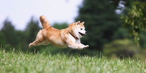 宠物狗感染新冠,速看宠物防疫知识!