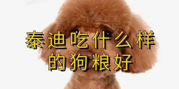 泰迪适合吃哪种狗粮？（营养配方、口感选择与成分安全）