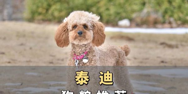 泰迪适合吃哪种狗粮？（营养配方、口感选择与成分安全）