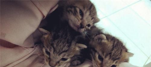 宠物猫的断奶时间（小猫断奶时间）