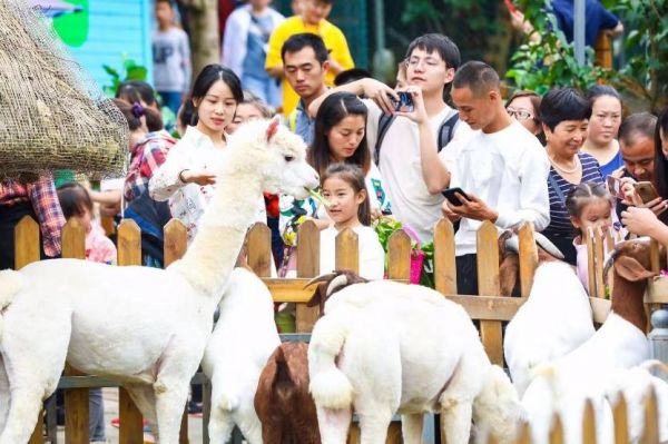 萌宠乐园活动亮点，与可爱的小动物共度欢乐时光