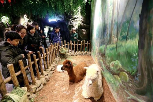 萌宠乐园活动亮点，与可爱的小动物共度欢乐时光