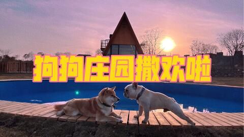济南萌宠乐园，与小狗们的欢乐时光