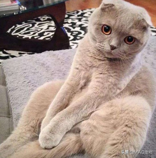 折耳猫,总是一只脚抬起,是发病了吗?怎么办?