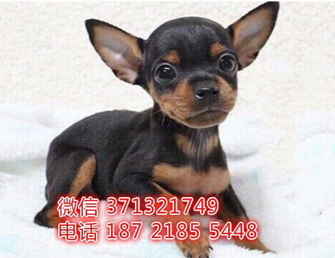 “72种小型犬，鹿犬温顺吉娃娃，宠物界萌宠大盘点！”