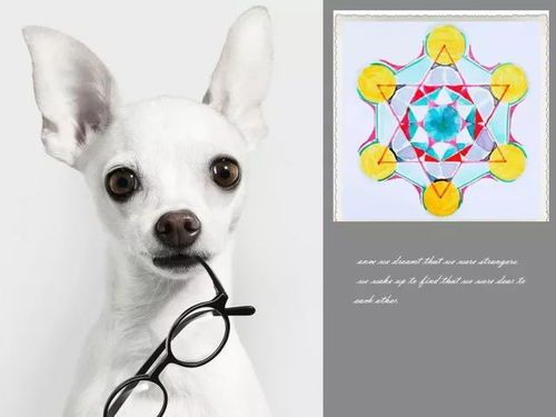“72种小型犬，鹿犬温顺吉娃娃，宠物界萌宠大盘点！”
