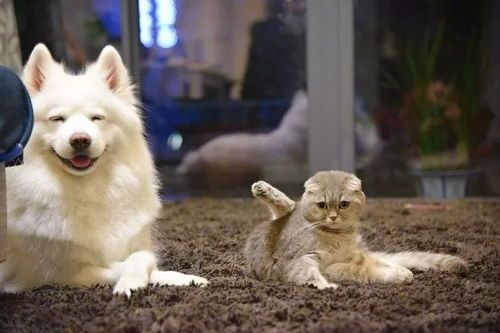 辽中萌宠集散地,猫界!