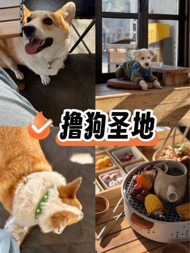 宠物友好咖啡厅·撸狗圣地