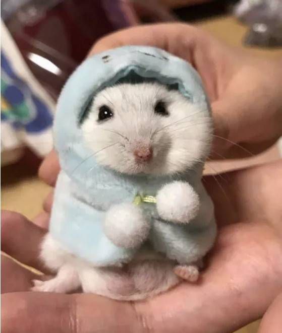 怎么正确的给仓鼠穿衣服_极爱宠物网(图1)