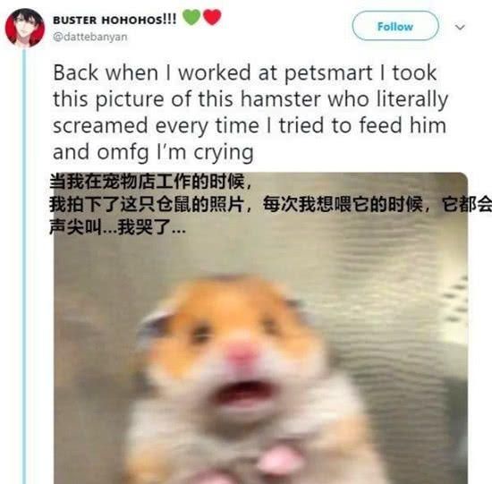 猫和老鼠成功配对cp，这两只“看不清”的图片，凭什么爆红网络
