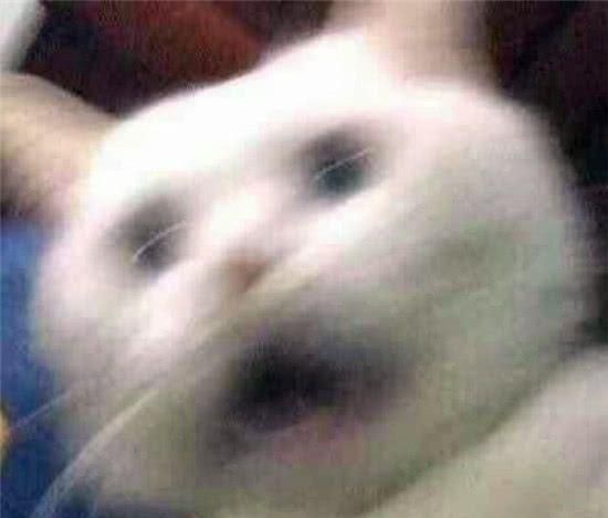 猫和老鼠成功配对cp，这两只“看不清”的图片，凭什么爆红网络