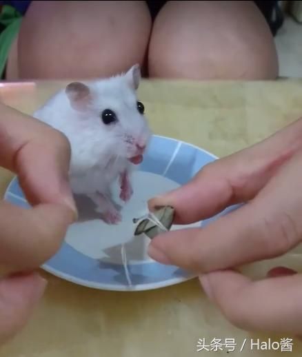 仓鼠宝宝过端午也要吃粽粽！特制迷你粽子馅料一点不马虎~