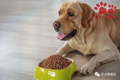 “成年狗狗每日狗粮量，精准喂养指南！”