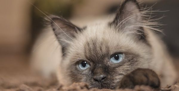 猫咪搭配混粮怎么配,宠物猫粮配比表