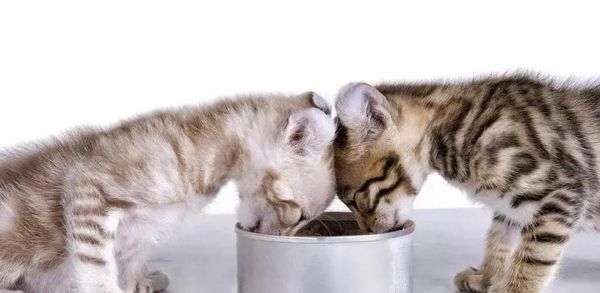 猫咪每日需要的营养表是怎样的？如何确保猫咪营养均衡？
