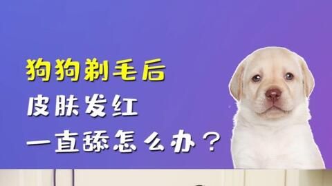 清远宠物护理,养宠秘籍