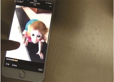 戴小姐原本想买的宠物猴。