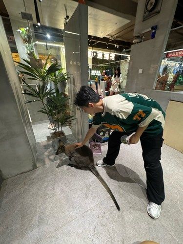  居然在大连撸到了袋鼠。。。（小心翼翼）