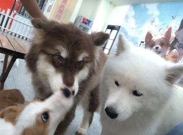 猫咖狗咖