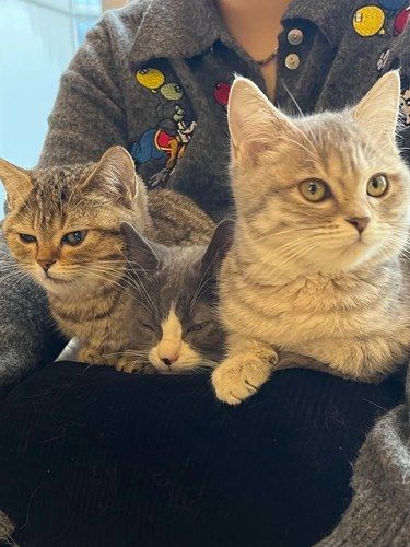 答应我没事儿别去猫咖好吗……