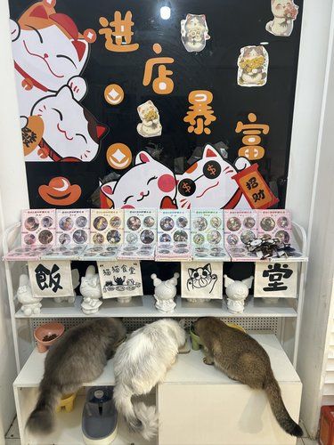 重庆委托探店——十二猫咖