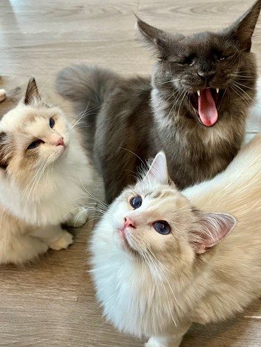 观音桥！我最爱的猫咖！