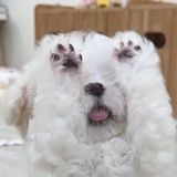 人间避难所