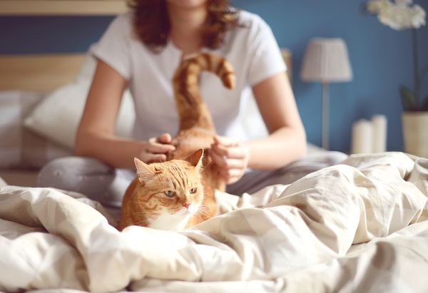 猫窝挑选指南 猫咪玩具推荐