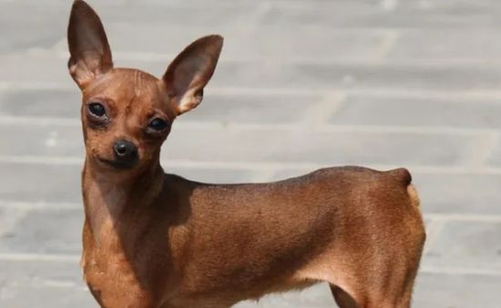 这份小鹿犬的挑选指南，快快收藏一下