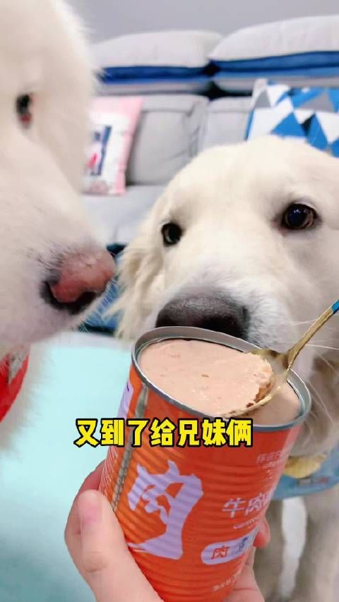 家有萌宠 这个牛肉罐头，牛肉加蔬菜，营养又美味……
