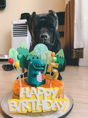 自制宠物狗狗生日蛋糕的做法步骤图 第11张