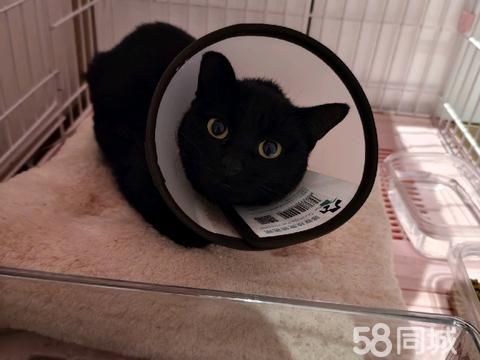 盐城宠物赠送/领养·黑猫免费领养
