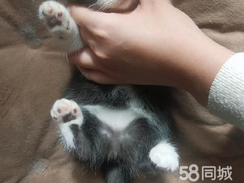 盐城宠物赠送/领养·盐城小猫领养 150