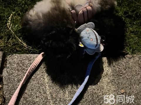 盐城宠物赠送/领养·狗狗免费领养