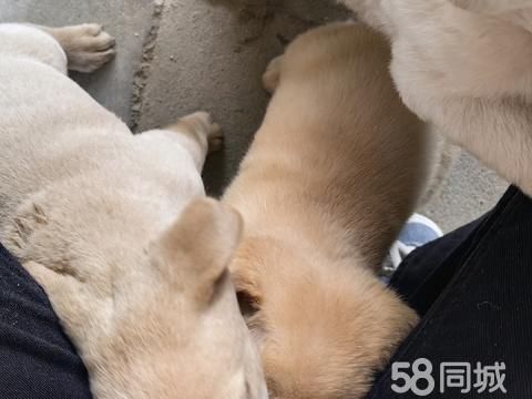 盐城宠物赠送/领养·狗狗领养
