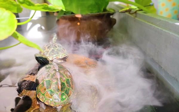 龟肺炎快速有效的治疗方法,比泡药浴更简单!