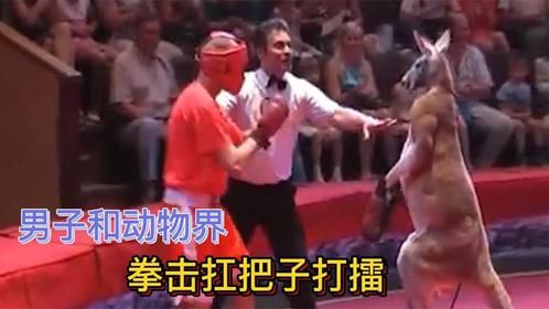 袋鼠野外被揍，气的约战小伙擂台比武，结局能解气吗？