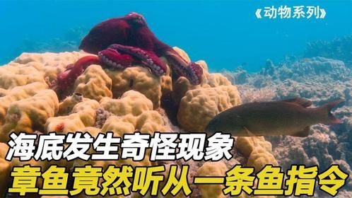 鲈鱼和章鱼合作捕食，章鱼竟然听从鲈鱼，它们是如何互相配合的！