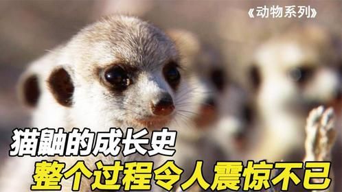 猫鼬疯狂成长史，整个过程令人哭笑不得，结局却出乎意料
