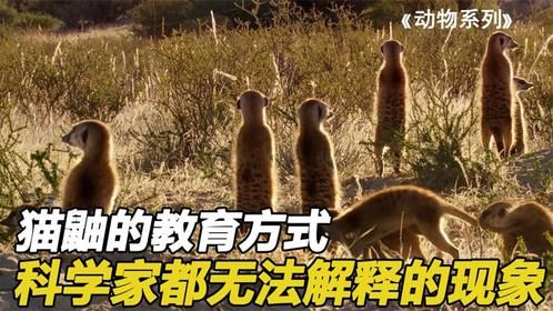 猫鼬的生活现状，就是我们的现实版，为了活着，必须努力